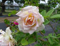 Janet rose photo