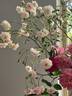 Spray Cécile Brunner rose photo