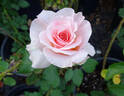 Johann Strauss rose photo