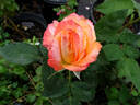 Joyfulness rose photo