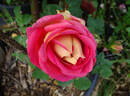 Juliet rose photo