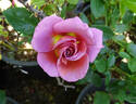 Kaleidoscope rose photo