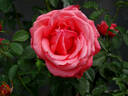 Kathleen O'Rourke rose photo