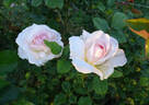 Kindness rose photo