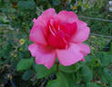Kolkhoznitsa rose photo