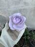 Sterling Silver rose photo