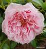 Per-Fyoom rose photo