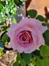 HORwassup rose photo