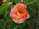 La Parisienne ™ rose photo