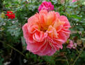 La Passionata rose photo