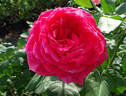 Lady Bird rose photo