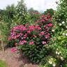 Zigeunerknabe rose photo