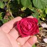Erinnerung an Schloss Scharfenstein rose photo