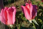 Eiffelturm rose photo