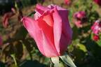 Eiffelturm rose photo