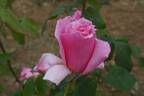 Eiffelturm rose photo