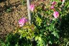 Eiffelturm rose photo