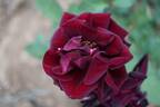 Nigrette rose photo