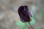 Nigrette rose photo