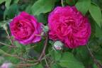 De la Grifferaie rose photo