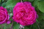 De la Grifferaie rose photo
