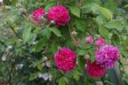 De la Grifferaie rose photo