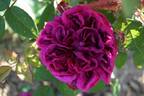 Deuil de Paul Fontaine rose photo