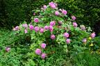 Mrs. John Laing rose photo