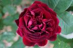 Prince Camille de Rohan rose photo