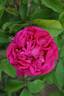 Rose du Roi rose photo