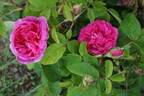 Rose du Roi rose photo
