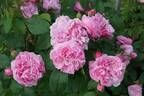Sidonie rose photo