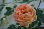Soleil d'Or rose photo