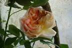 Soleil d'Or rose photo