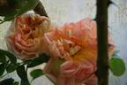 Soleil d'Or rose photo