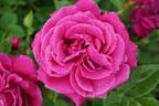 Tom Wood rose photo