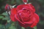 Blaze Superior rose photo
