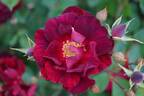 Diabolo rose photo