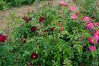Diabolo rose photo