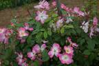 Juliana von Stolberg rose photo