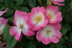 Juliana von Stolberg rose photo