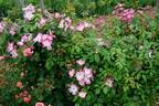 Juliana von Stolberg rose photo