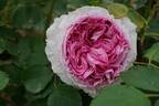 Vitalrose Madame Pompadour rose photo
