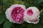 Vitalrose Madame Pompadour rose photo