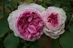 Vitalrose Madame Pompadour rose photo