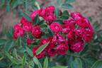 Perennial Domino rose photo