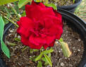 Madame Delbard ® rose photo
