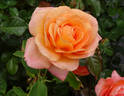 Magic Lantern rose photo