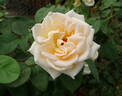 Maid of Honour rose photo