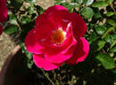 Majora rose photo